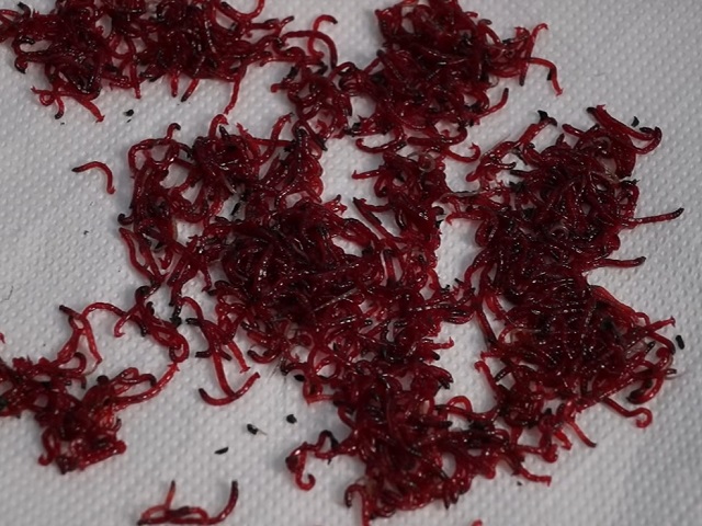 Мотыль на рыбалку