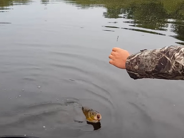 Вываживание линя